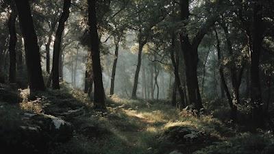 Serene Sunlight Canopy Forest Trail 4K Wallpaper
